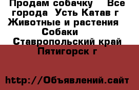 Продам собачку  - Все города, Усть-Катав г. Животные и растения » Собаки   . Ставропольский край,Пятигорск г.